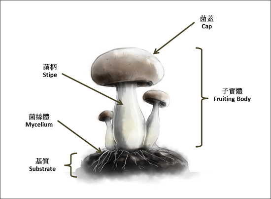 Figure 2: Structure of a typical fungus.