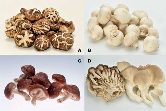 图3:国际市场上常见的栽培食用菌(A:干香菇╱干花菇╱干冬菇;B:蘑菇 C:鲜香菇╱鲜花菇╱鲜冬菇;D:蠔菇╱平菇)。