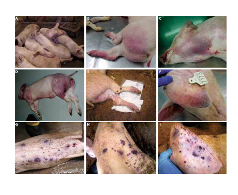急性非洲猪瘟的病征