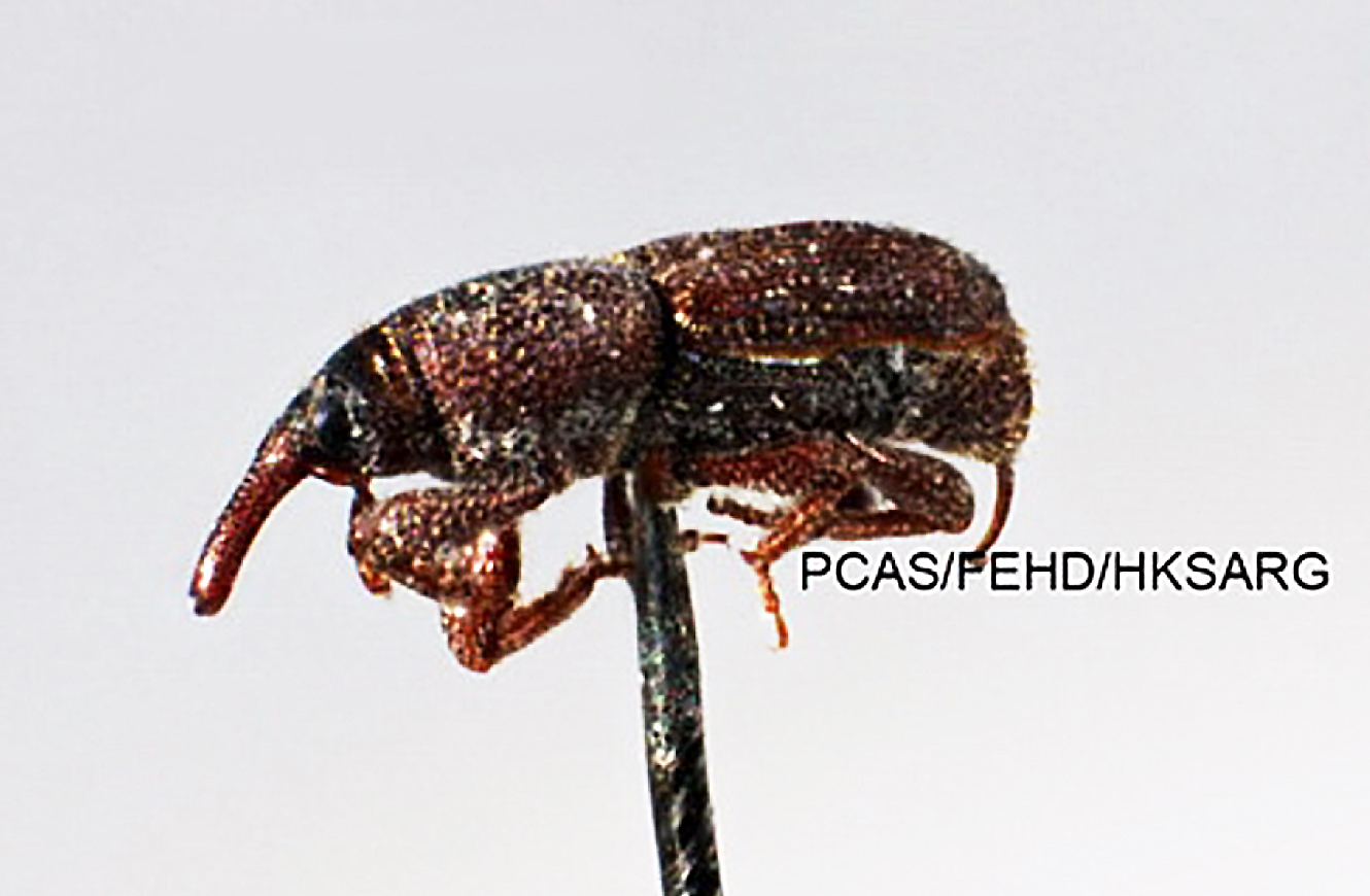 Figure 2: Rice Weevil (Sitophilus oryzae) (By courtesy of Pest Control Advisory Section, Food and Environmental Hygiene Department)