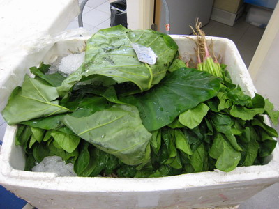Covering vegetables with leaves of Giant Alocasia is not an appropriate practice