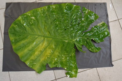 Leaf of Giant Alocasia