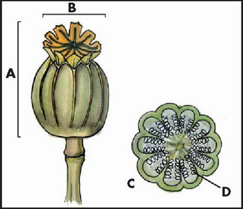 Parts of the mature opium poppy capsules (A: mature capsule, B: crown, C: cross-section of mature capsule, D: seed).