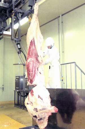 Inspection of bovine slaughtering plant in Japan