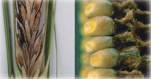 许多青霉菌属和镰孢菌属霉菌能在谷类和玉米中产生多种毒素(照片由 International Maize and Wheat Improvement Center提供)