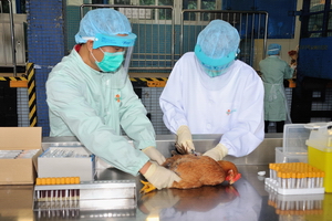 Officer of the Centre for Food Safety taking a blood sample from a live chicken imported from the Mainland at Man Kam To Animal Inspection Station to test for avian influenza 
