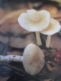 The poisonous mushroom – Amanita farinosa (Photo by courtesy of Professor Chang Shu-ting, Emeritus Professor of Biology at The Chinese University of Hong Kong )