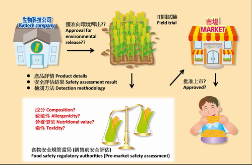 Brief GM food approval process