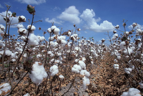 棉籽油提取自棉花的种子。 ( 照片由美国农业部提供 ) 