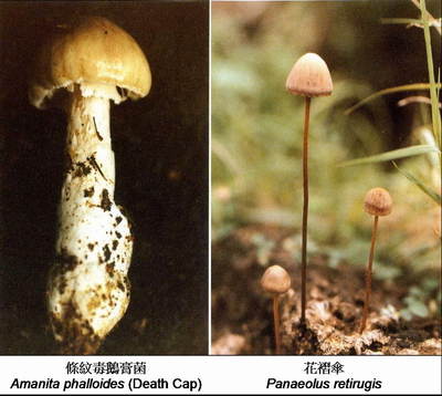 Examples of poisonous wild mushrooms that can be found in Hong Kong. Amanita phalloides contains amatoxins while Panaeolus retirugis contains psilocin. (Photo by courtesy of Professor Chang Shu-ting, Emeritus Professor of Biology at The Chinese University of Hong Kong)