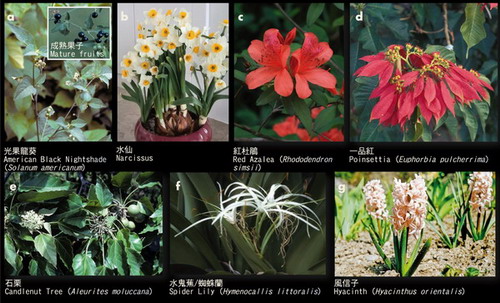 Examples of common poisonous plants in Hong Kong
