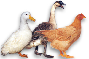 Poultry and poultry products