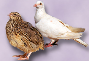 Games and game products