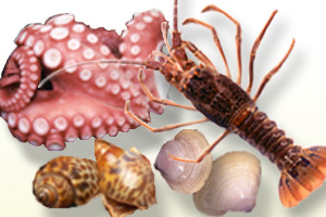 Aquatic animals other than fish