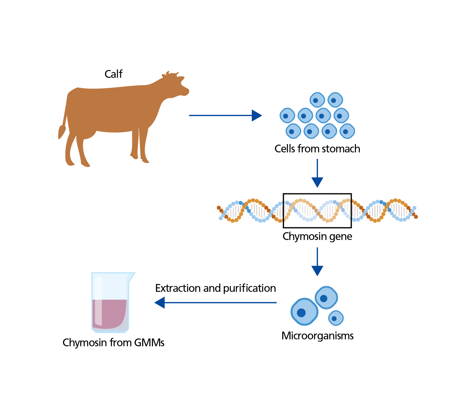 Figure: Production of chymosin with GMMs.