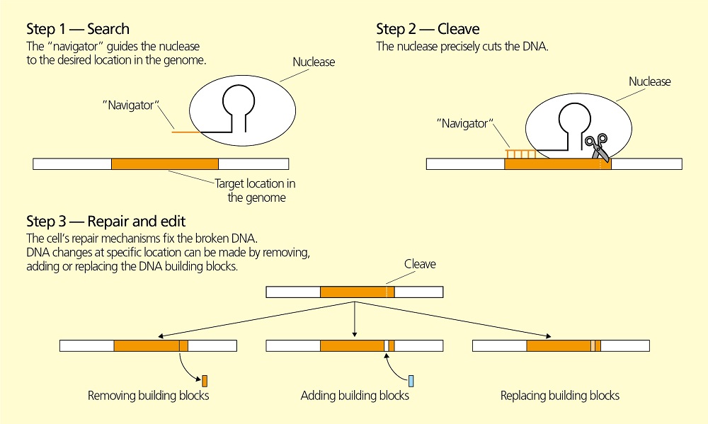 Figure: Production of chymosin with GMMs.