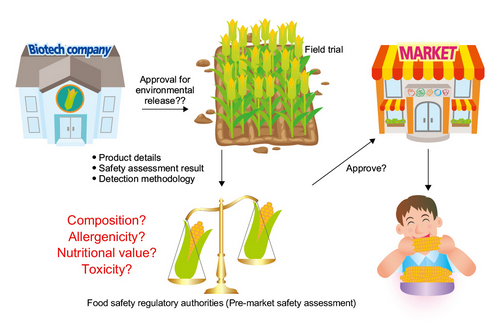 Brief GM food approval process