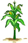 Genetically modified plant