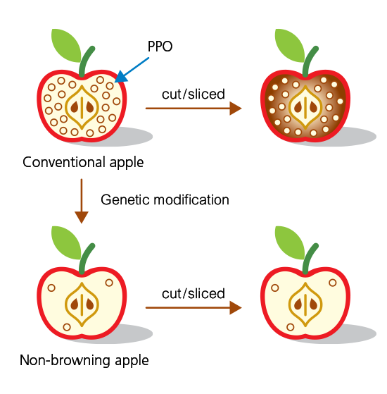 GM Food Newsletter December 2015 (Issue No. 24)