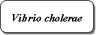 Vibrio Cholerae