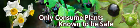 Only Consume Plants Known to be Safe