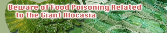 Beware of Food Poisoning Related to the Giant Alocasia