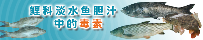 鲤科淡水鱼胆汁中的毒素