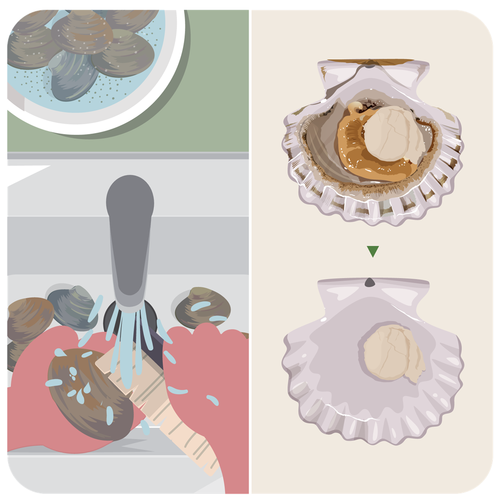 正确处理介贝类及双贝类