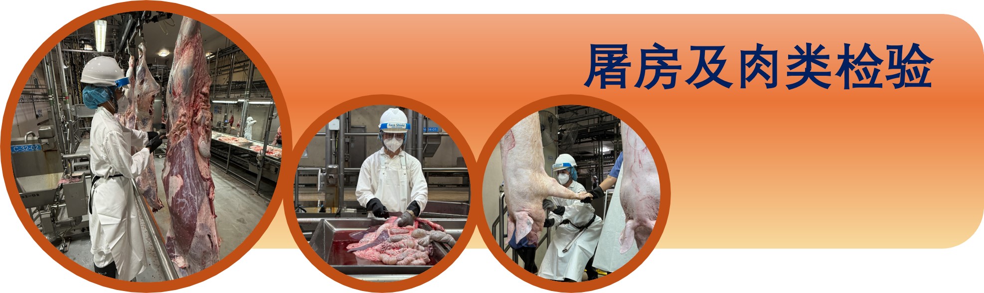 屠房及肉类检验