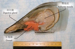 新鲜带子的内部构造