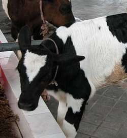 (照片显示一只小乳牛正在吃干草。)当乳牛吃了受黄曲霉毒素B1污染的饲料后，部分B1会经过体内的代谢作用，被转化为黄曲霉毒素M1，随牛奶分泌出来。