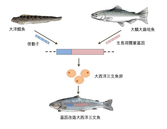 图1︰研发人员把大洋鳕鱼的启动子序列和大鳞大麻哈鱼生长荷尔蒙基因植入大西洋三文鱼的受精卵，以制造基因改造三文鱼。基因改造三文鱼在成长初期生长较快，在体型大小方面较一般的三文鱼更早达至市场要求。