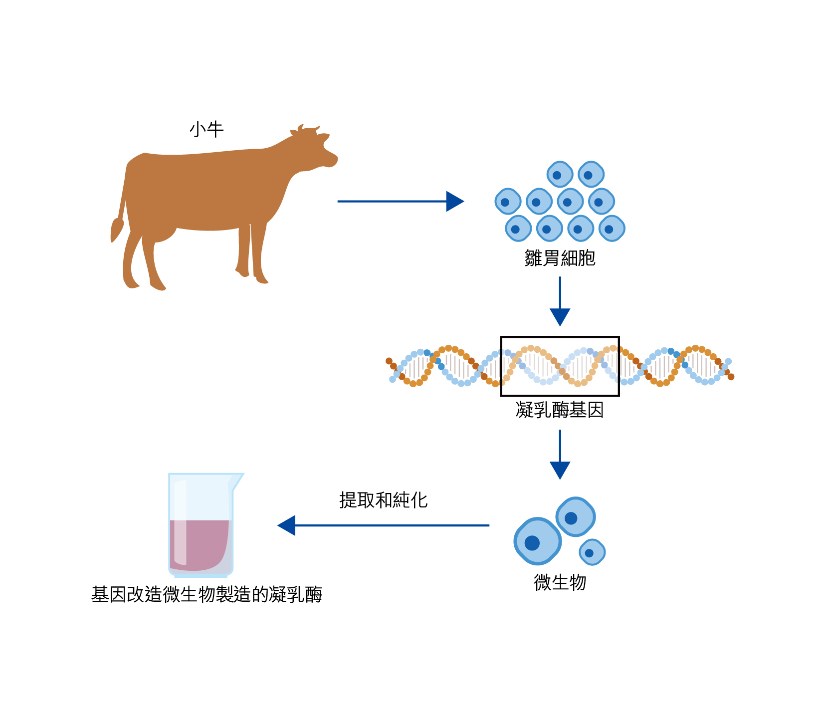 图：利用基因改造微生物生产凝乳酶。