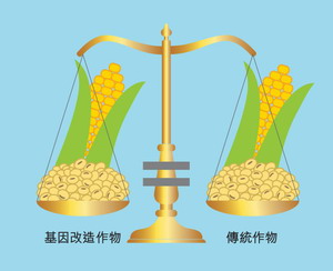 基因改造作物为粮食和动物饲料的安全性评估均按