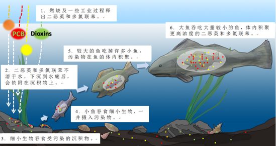 图1.二噁英和二噁英样多氯联苯进入及通过食物链。