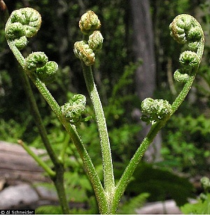 蕨菜是蕨(Pteridium aquilinum)的嫩叶。(照片由©Al Schneider提供 www.swcoloradowildflowers.com)