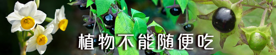 植物不能随便吃