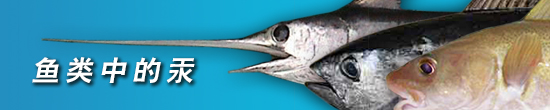 鱼类中的汞