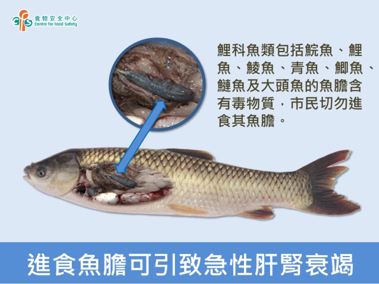 進食魚膽安全嗎？