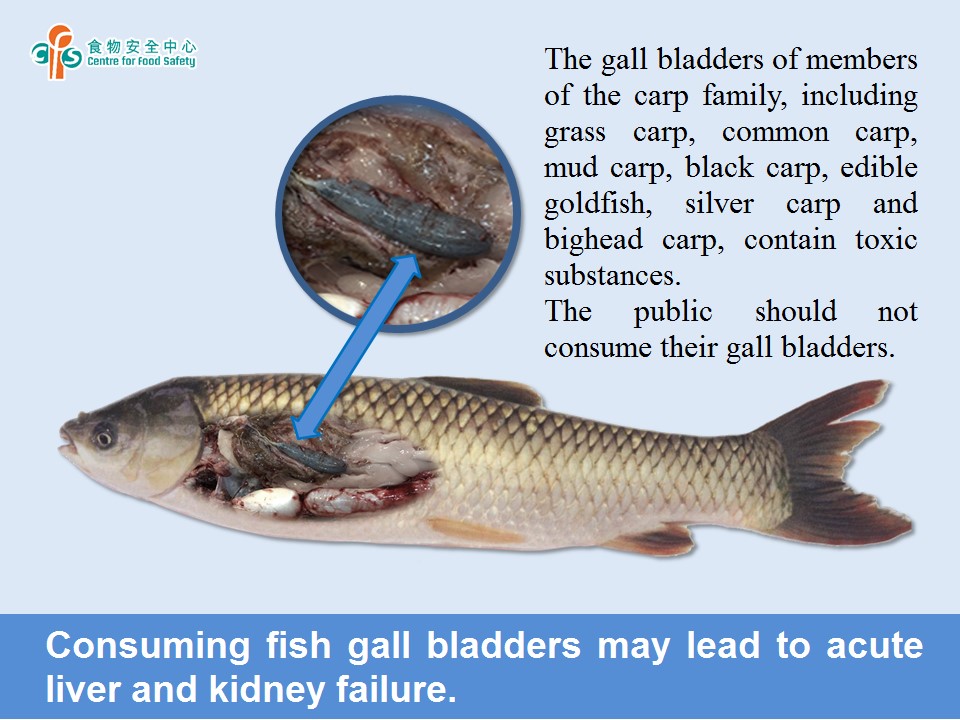 Is it safe to eat fish gall bladders?