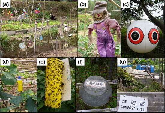 Local organic farms: (a-c) Bird scares; (d-f) Traps for pest control; (g) Compost area