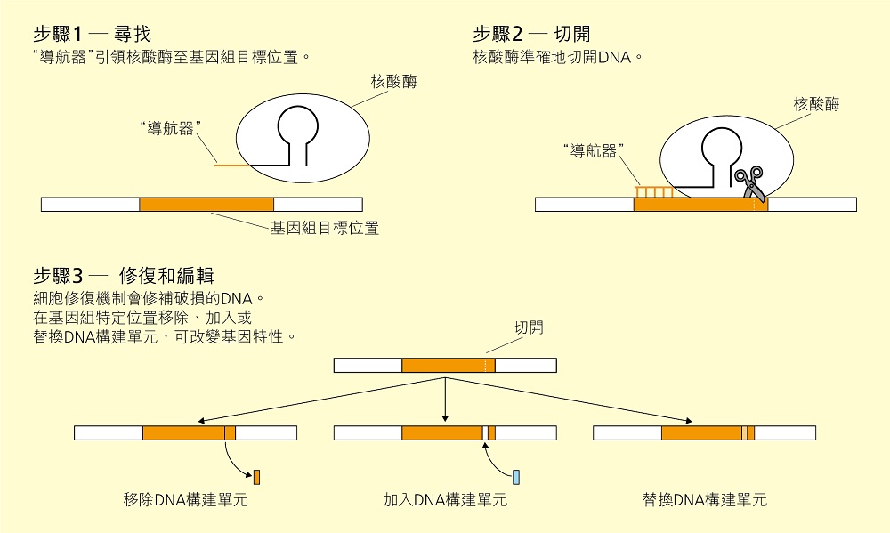 圖：基因組編輯過程示意圖