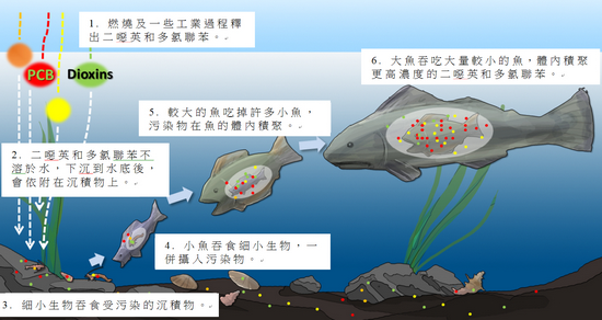 圖1.二噁英和二噁英樣多氯聯苯進入及通過食物鏈。